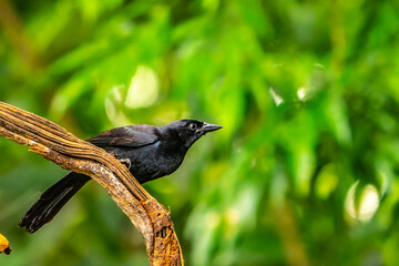 Costa Rica. Melodious blackbird on vine.