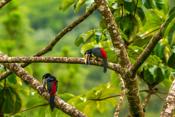 Costa Rica, Arenal Observatory. Collared aracaris in tree.