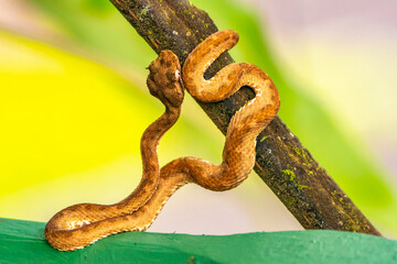 Costa Rica, Arenal. Eyelash viper on tree limb.
