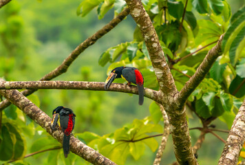 Costa Rica, Arenal Observatory. Collared aracaris in tree.