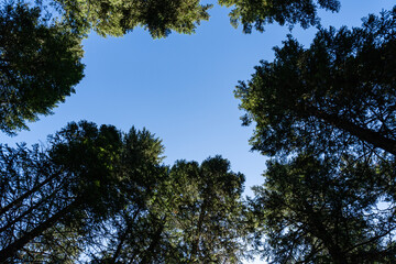 View upwards in forest in summer in clear sunlight with an opening against blue sky