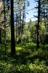 Fototapeta premium Beautiful pine trees on background high mountains Paul Lake Provincial Park
