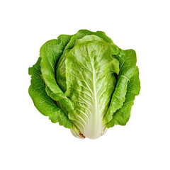 Fototapeta premium Fresh Organic Romaine Lettuce Head Isolated on Transparent Background