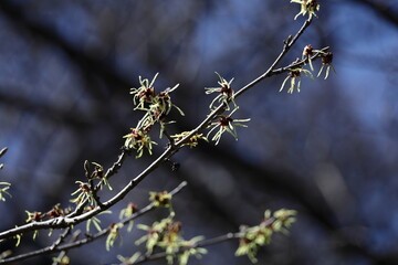 春一番に咲く花