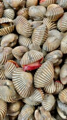 seashells on the beach