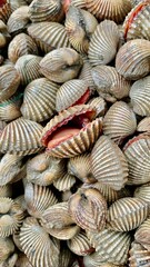 fresh sea shells from the sea