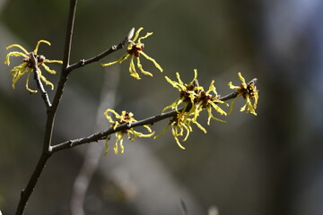 春一番に咲く花