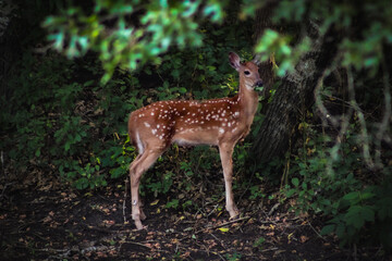 Fototapeta premium a beautiful deer baby fawn calf with spots munching leaves in the forest blurred woodland background nature story book fairytale scene