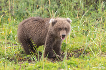 USA, Alaska, Lake Clark National Park. Grizzly bear cub close-up.