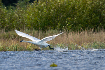 USA, Alaska, Lake Clark National Park. Trumpeter swan taking off from Silver Salmon Lake.