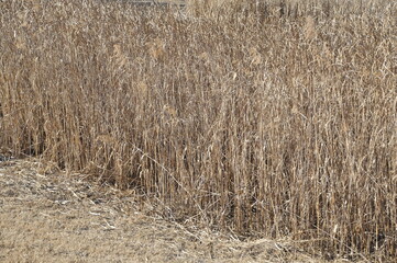 Fototapeta premium 枯れ草