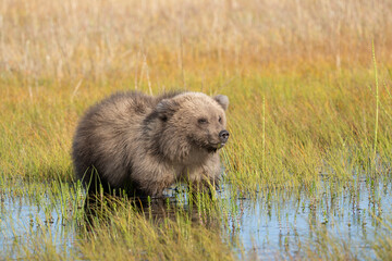 USA, Alaska, Lake Clark National Park. Grizzly bear cub in meadow pool eating grass. © Danita Delimont