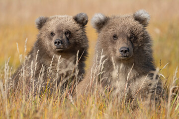 USA, Alaska, Lake Clark National Park. Grizzly bear cubs close-up in grassy meadow. © Danita Delimont