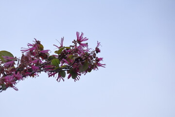 春一番に咲く花