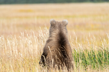 USA, Alaska, Lake Clark National Park. Grizzly bear cub's back in grassy meadow. © Danita Delimont