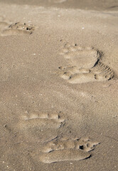 USA, Alaska, Lake Clark National Park. Adult grizzly bear paw tracks in beach sand.