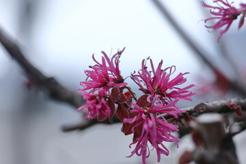 春一番に咲く花