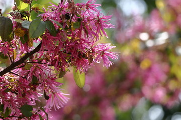 春一番に咲く花