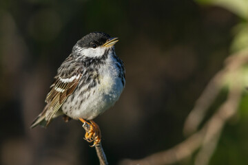 Blackpoll warbler, whispering song in the arctic tundra, Alaska, USA