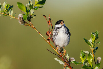 Blackpoll warbler, singing his heart out in the arctic tundra, Alaska, USA