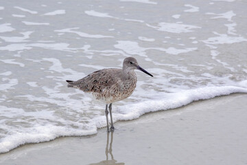 Willet wading on the beach, Florida