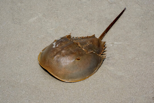 Horseshoe crab