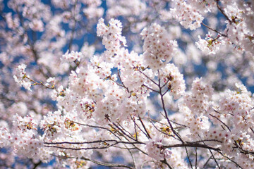 桜の花