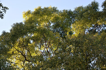 Obraz premium 森林