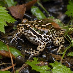 Fototapeta premium Master of Disguise: Oregon Spotted Frog in Its Natural Environment