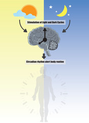 Circadian rhythms are alert body cycles; circadian clocks, or biological clocks, control them. They tell our brain when to sleep, feed, and digest. 