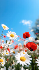 Obraz premium vibrant meadow filled with daisies and poppies under blue sky