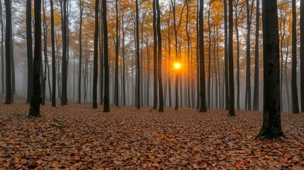 Autumn Sunrise in a Misty Beech Forest