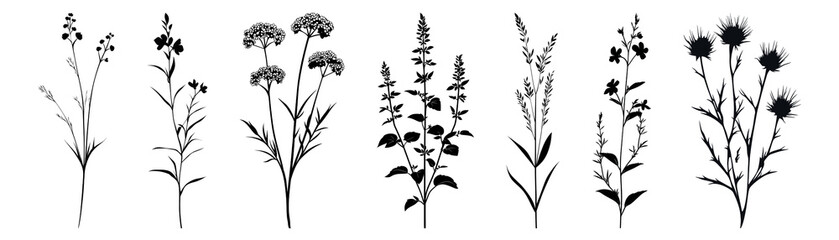 Naklejka premium PNG Silhouettes of various wildflowers set, isolated on transparent background
