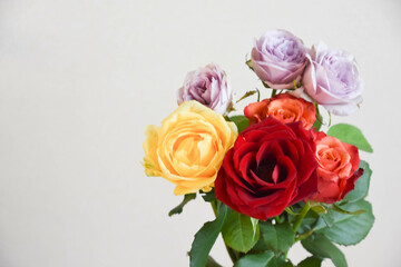 Fototapeta premium カラフルな薔薇