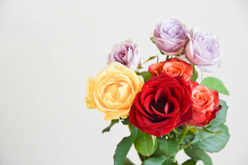 カラフルな薔薇