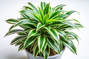 Fototapeta premium A silver-green Dracaena, viewed from above, sits in a pot against a white backdrop.