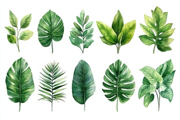 A collection of various green leaves illustrated in a watercolor style.