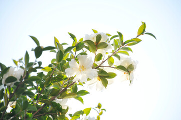 白色の花　山茶花