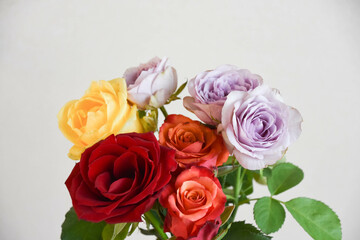カラフルな薔薇