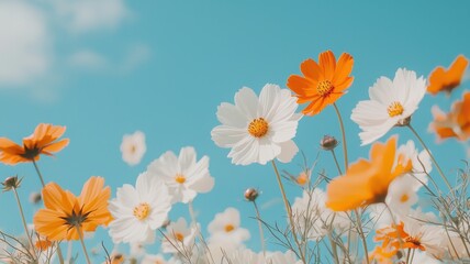 Vibrant Orange and White Cosmos Flowers Blooming Under a Sunny Blue Sky