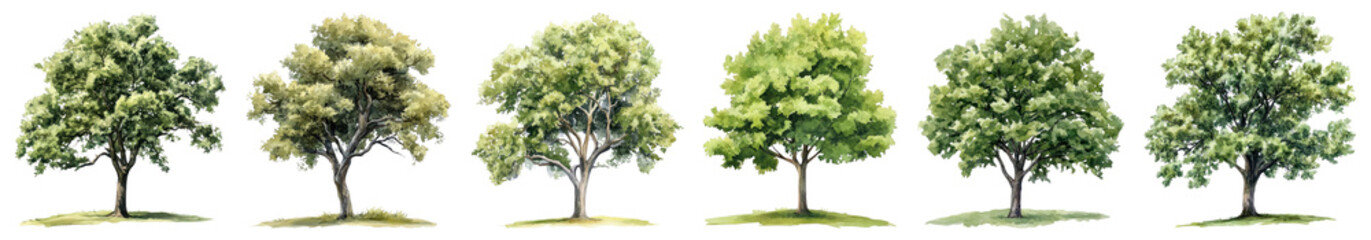 PNG Diverse trees beautifully illustrated set, isolated on transparent background