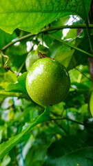 Green Passion Fruit on Vine