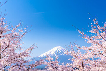 日本の春・富士山と満開の桜