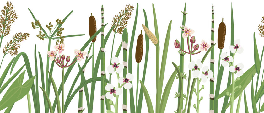 vector seamless pattern with lesser bulrush, reed and flowers, vector drawing wild plants at white background,floral border, hand drawn botanical illustration