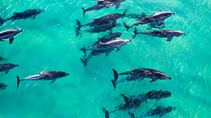 Pod of Dolphins swimming at Sunrise at beautiful Forster, NSW, Australia. © Daniel