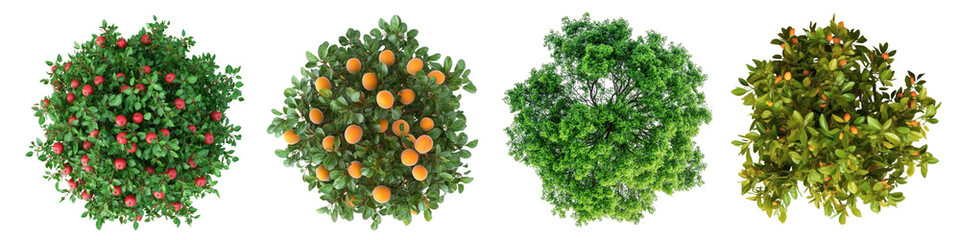 Obraz premium PNG Tree top perspective, element set on transparent background