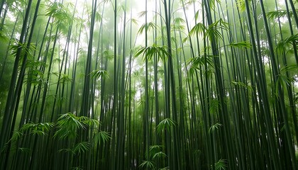 A dense grove of tall green bamboo stalks