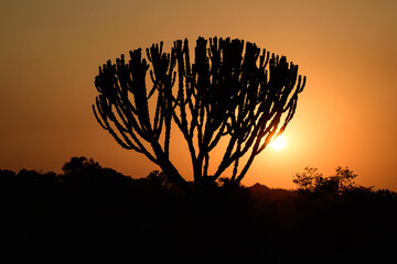 Sunset with Cactus Tree Silhouette