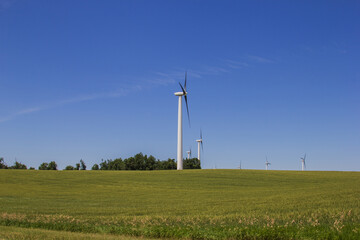 spring wheat field with wind turbines