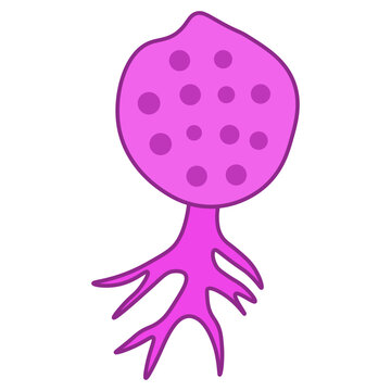chytridiomycota